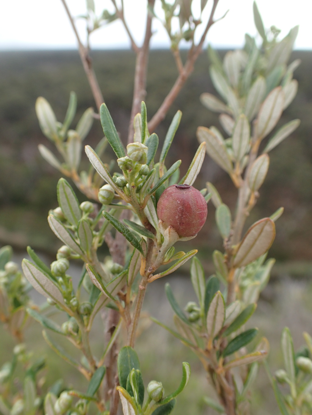 Beyeria lechenaultii (hero image)