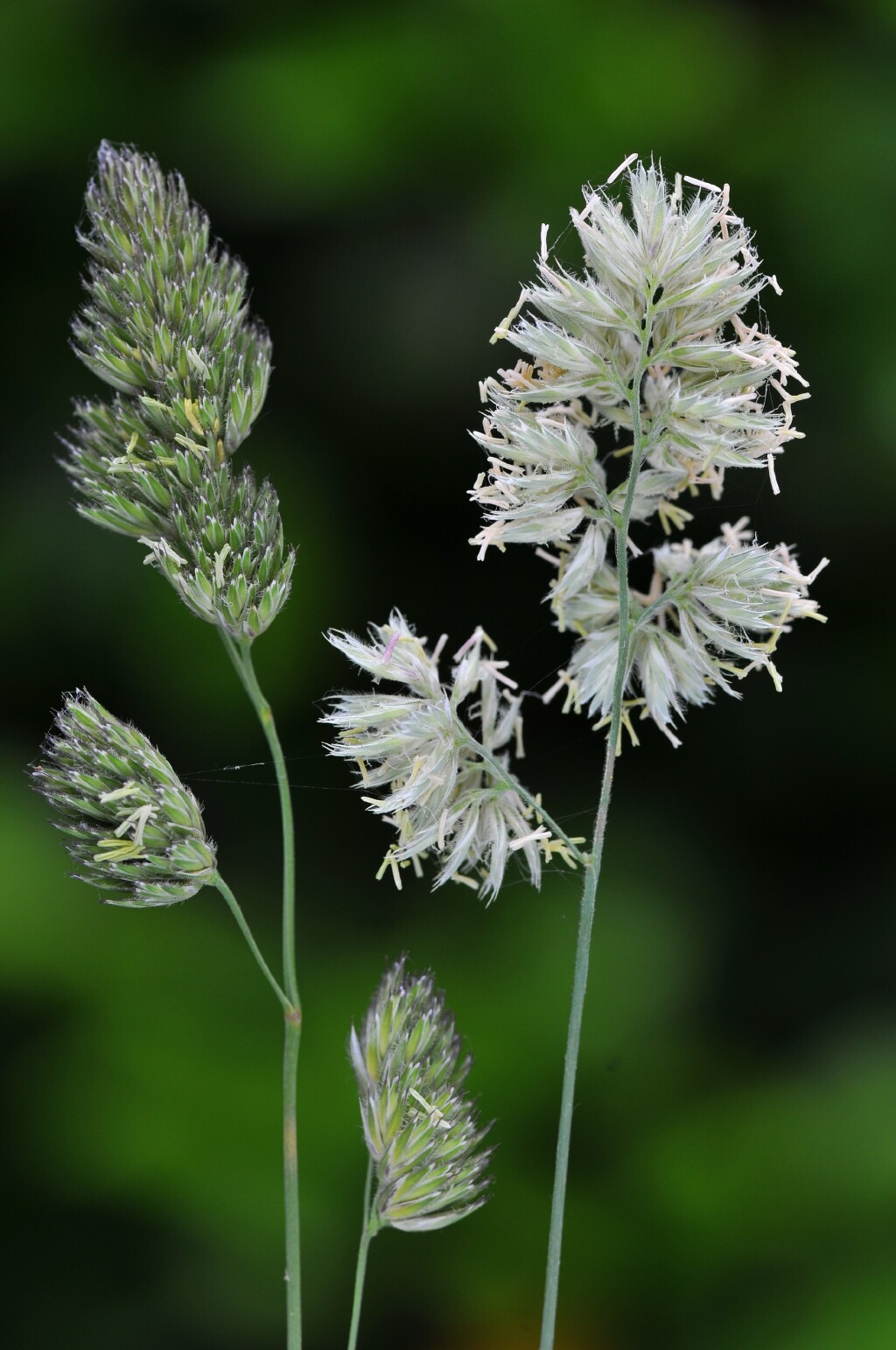 Dactylis glomerata (hero image)