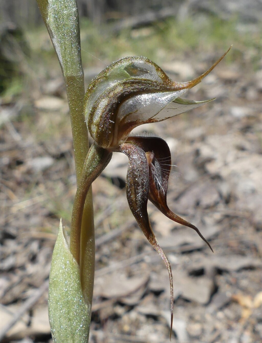 Pterostylis sp. aff. boormanii (Beechworth) (hero image)