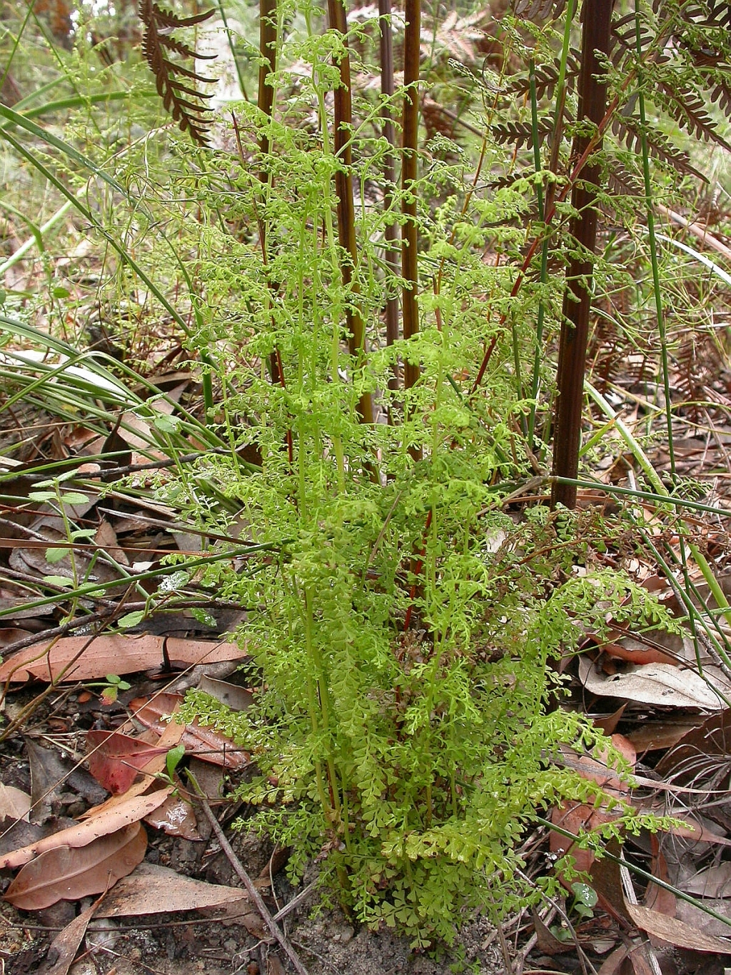 Lindsaea microphylla (hero image)