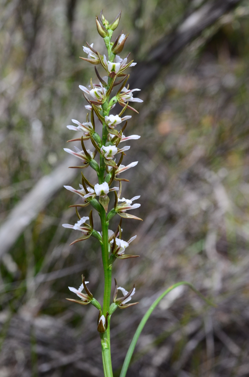 Prasophyllum odoratum (hero image)