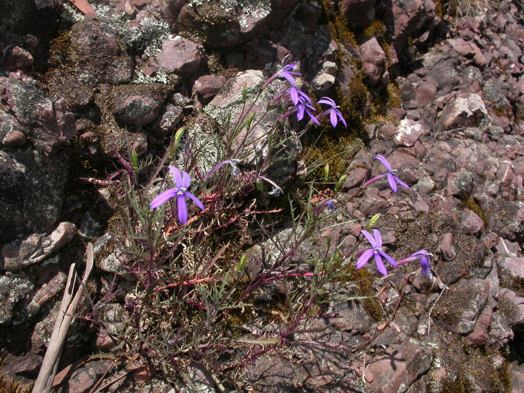 Campanulaceae (hero image)