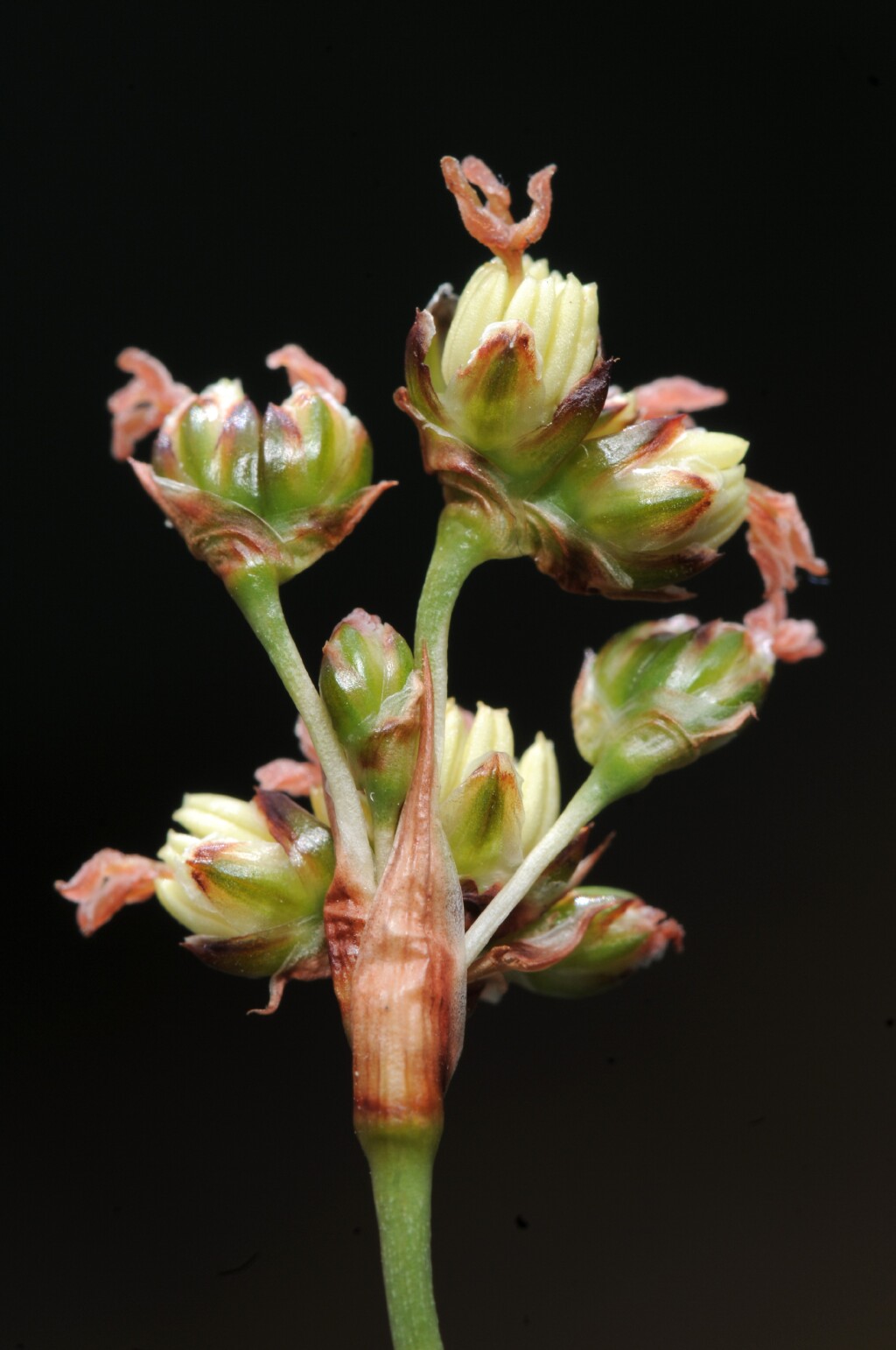 Juncus acutus (hero image)