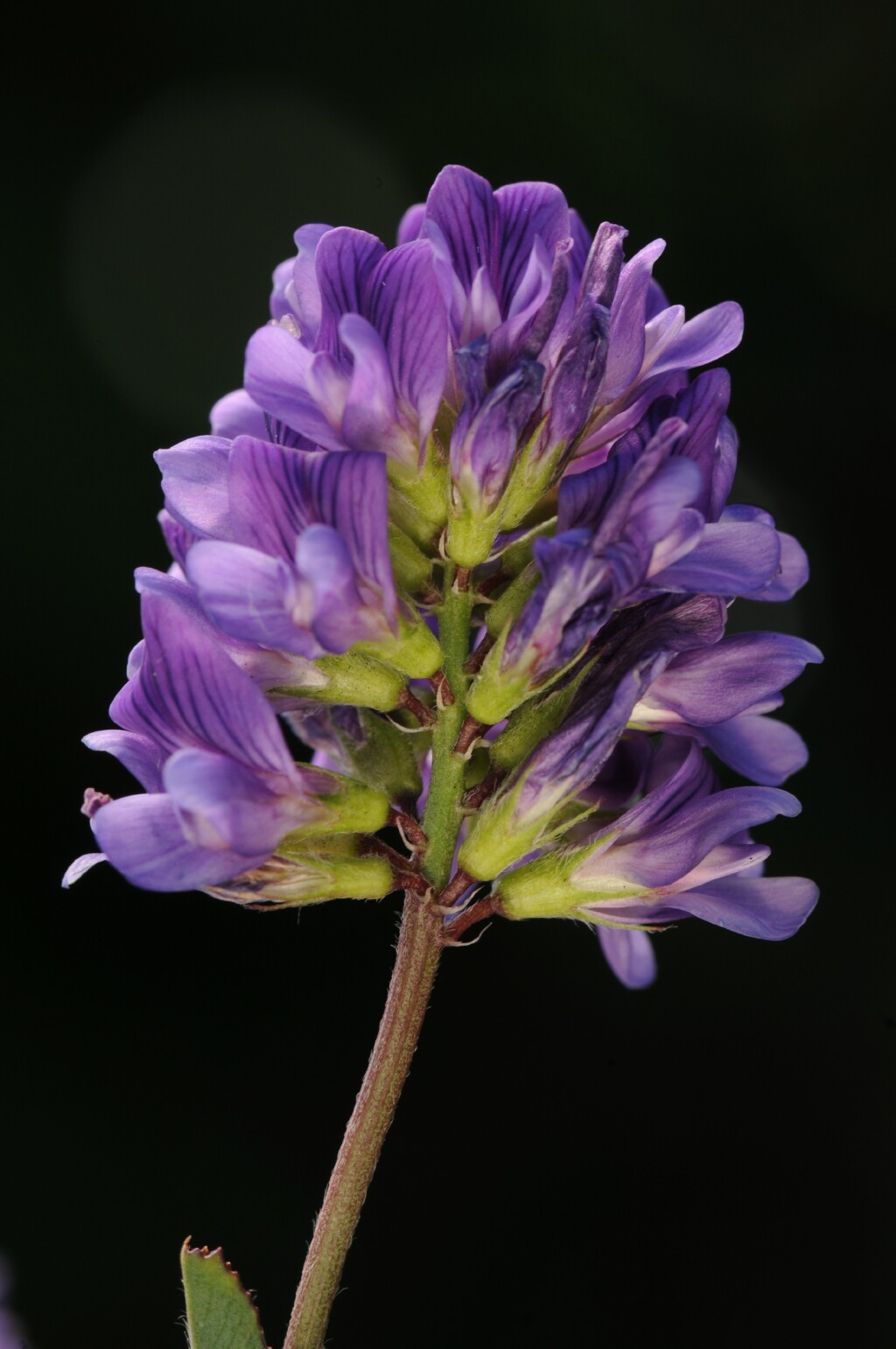 Medicago sativa (hero image)