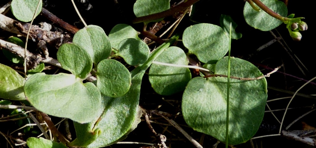 Cardamine lilacina (hero image)