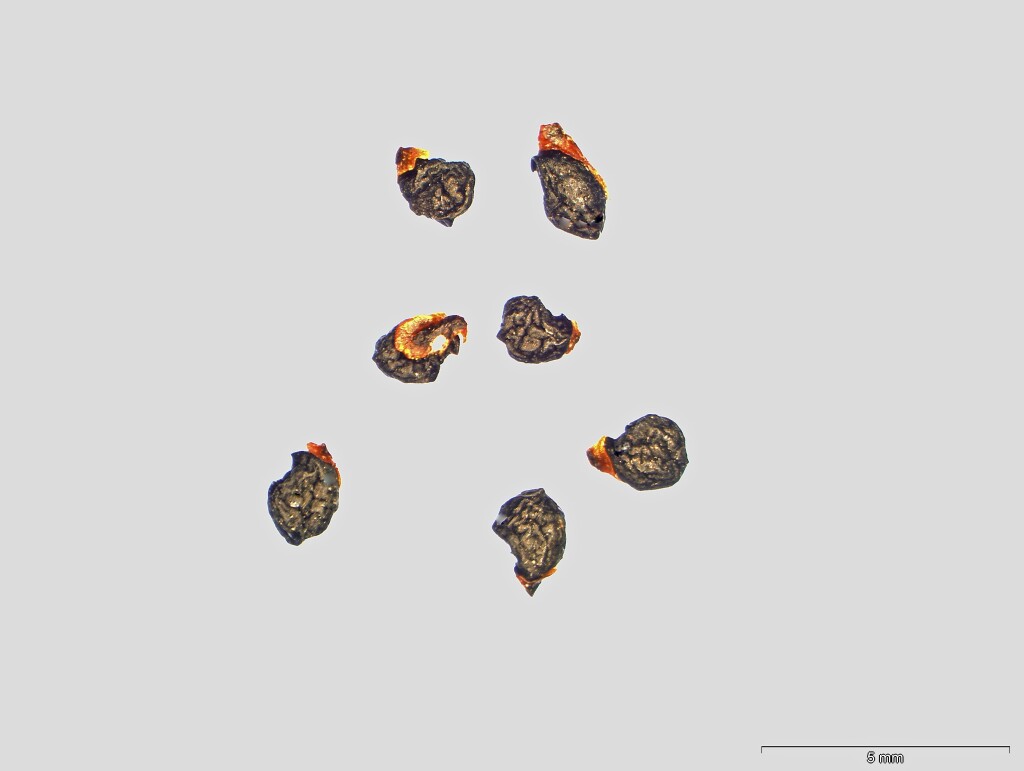Thysanotus baueri (hero image)
