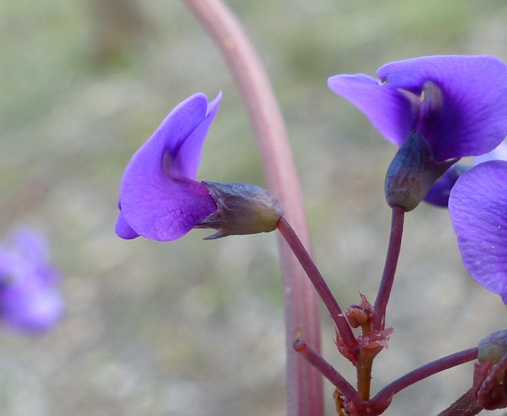 Hardenbergia violacea (hero image)