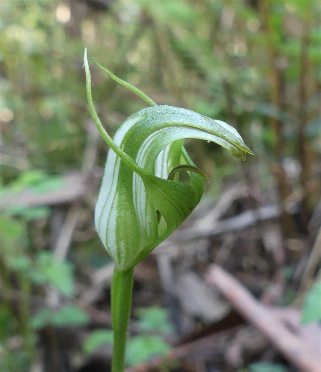 Pterostylis monticola (hero image)