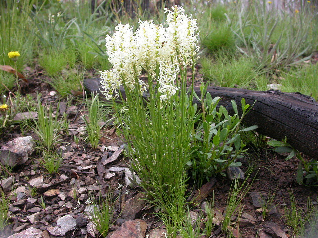 Stackhousia monogyna (hero image)