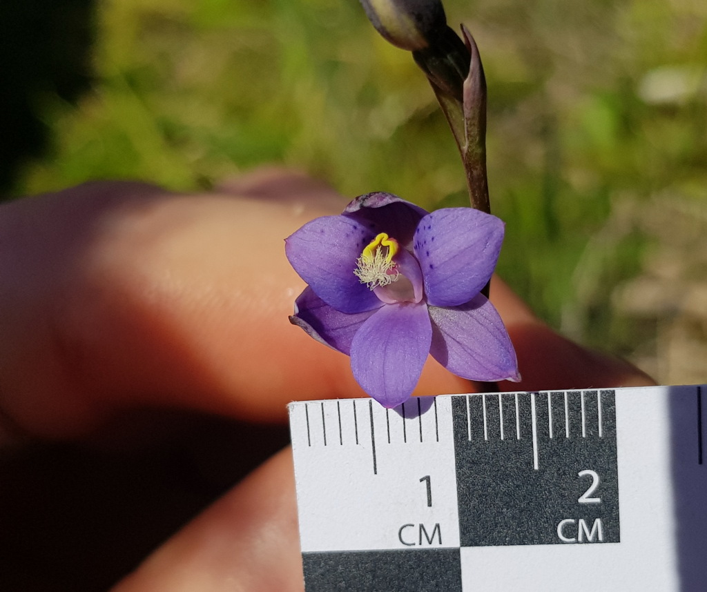Thelymitra ×merraniae (hero image)