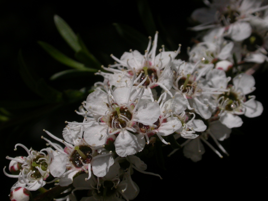 Kunzea sp. (Upright form) (hero image)