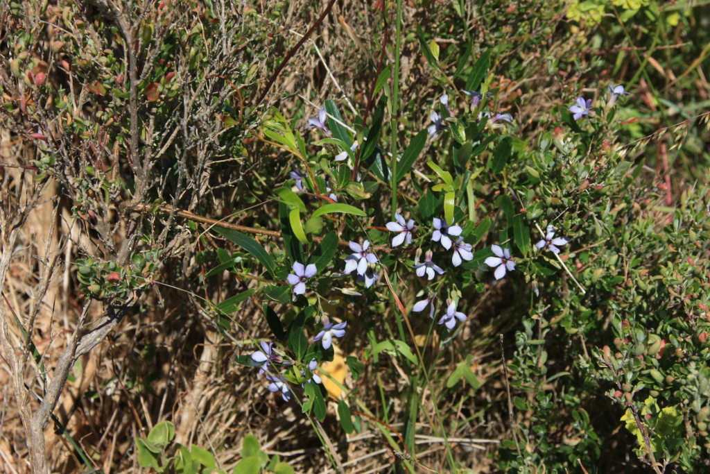 Billardiera cymosa (hero image)