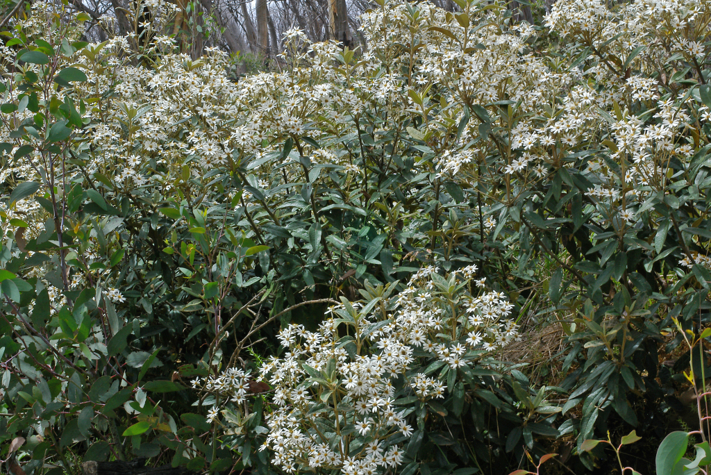 Olearia megalophylla (hero image)