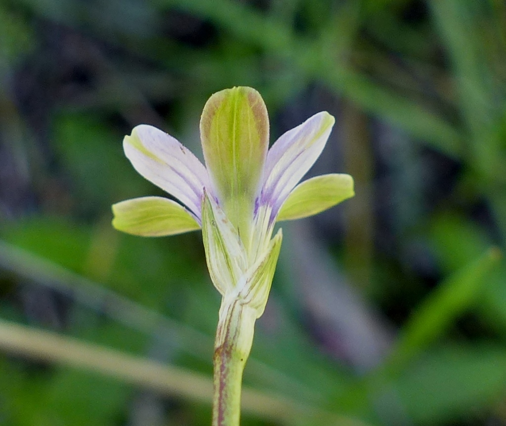 Romulea minutiflora (hero image)