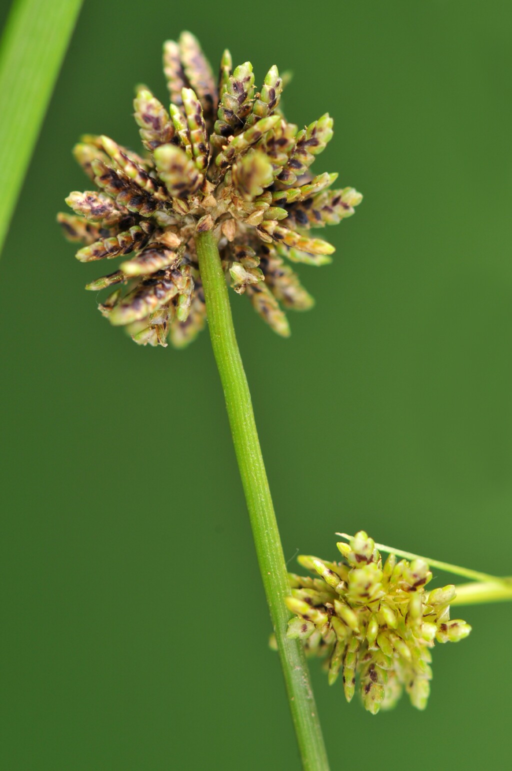 Cyperus difformis (hero image)