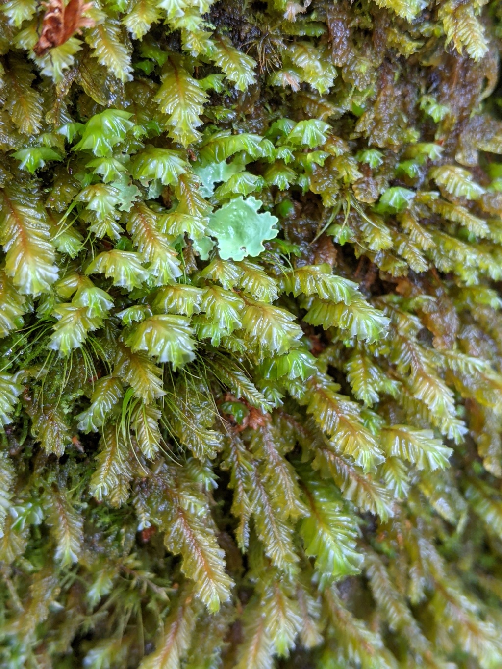 Plagiochila (hero image)