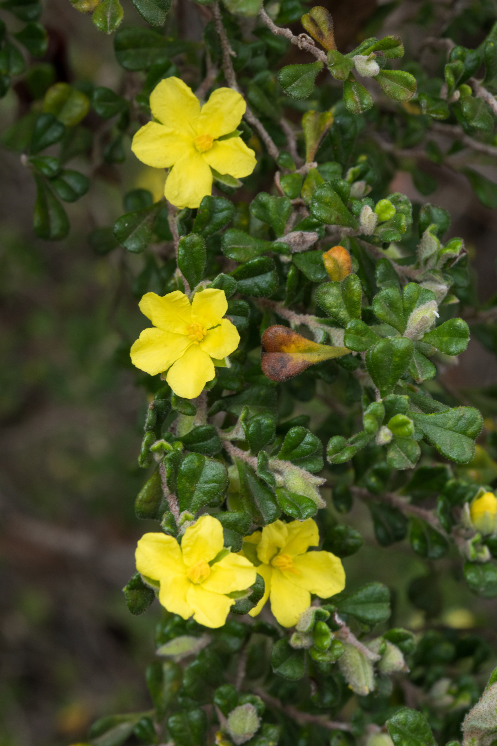 Hibbertia hermanniifolia (hero image)