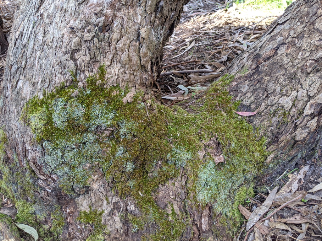 Sematophyllum homomallum (hero image)