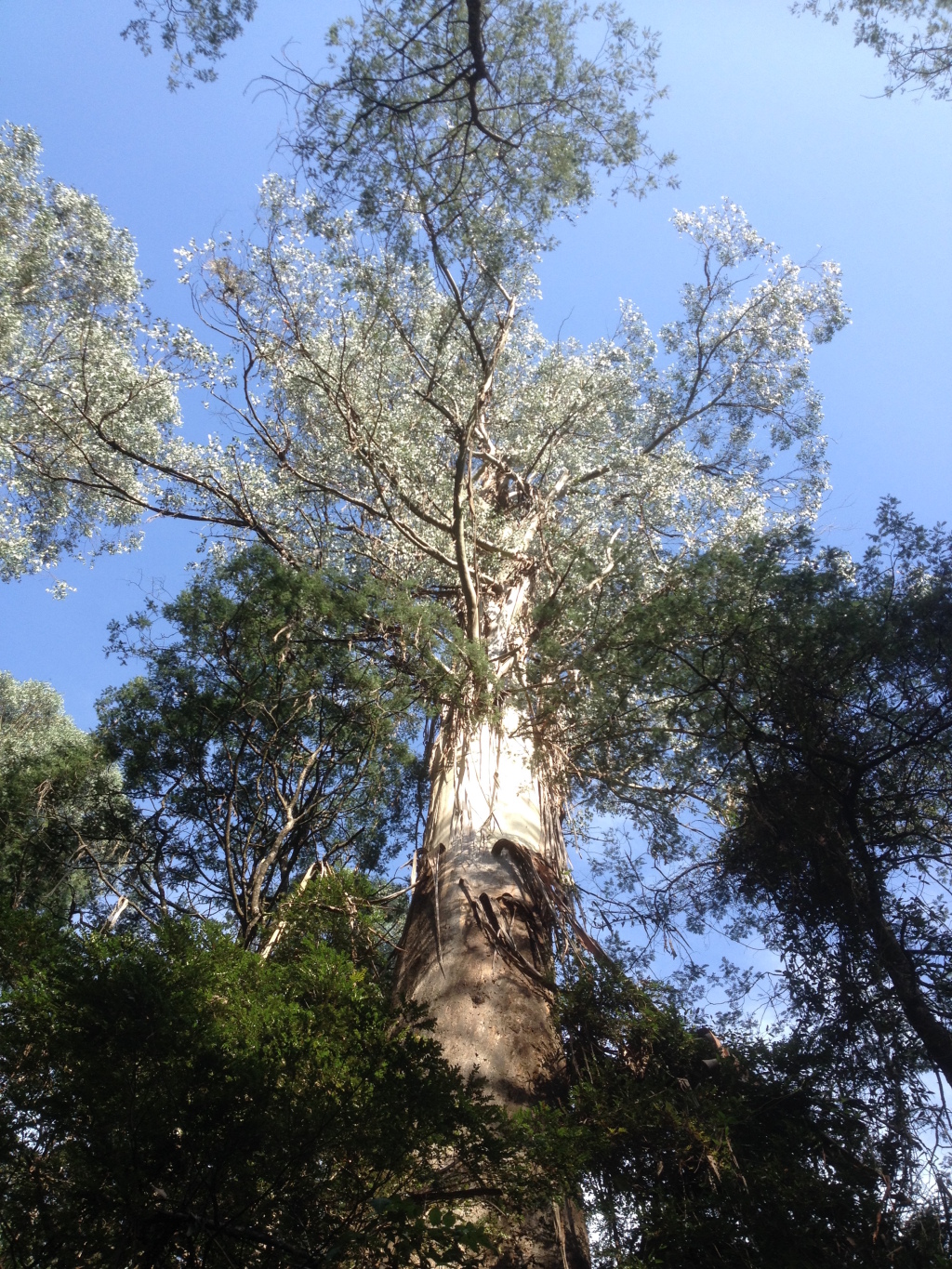 Eucalyptus regnans (hero image)