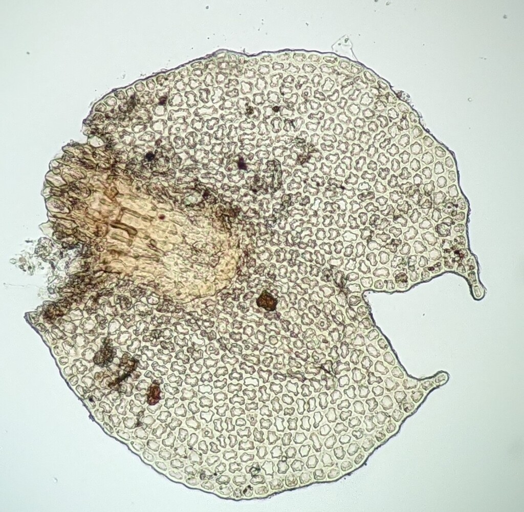 Frullania clavata (hero image)