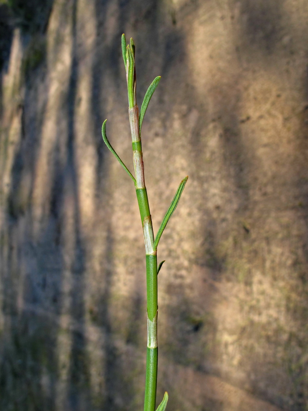 Duma florulenta (hero image)