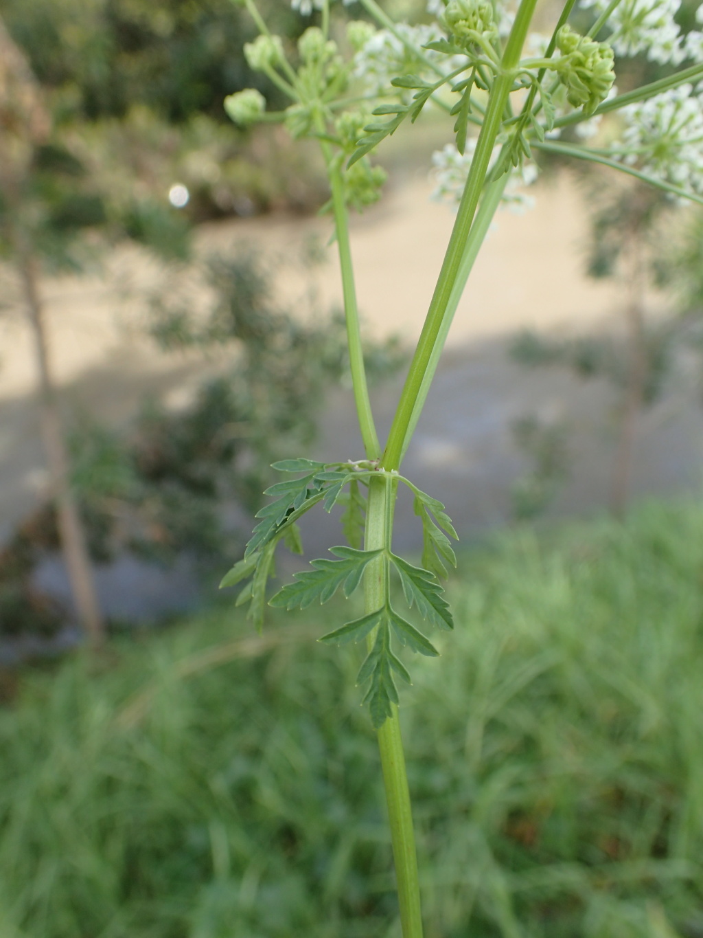 Conium maculatum (hero image)