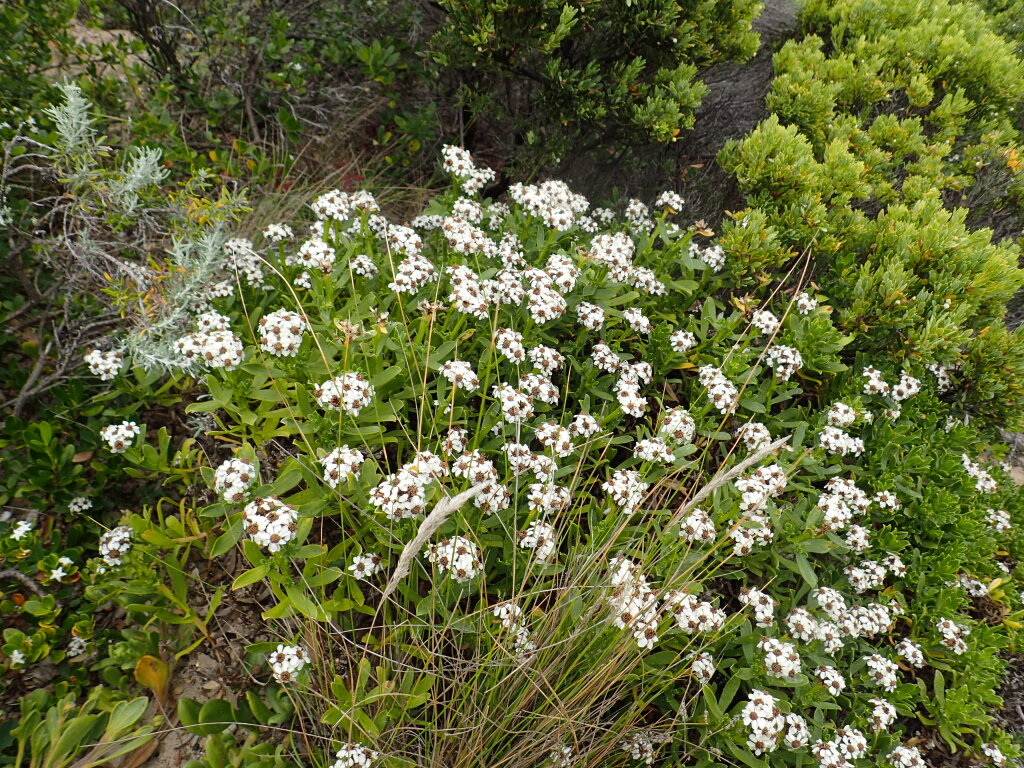 Ixodia achillaeoides subsp. arenicola (hero image)