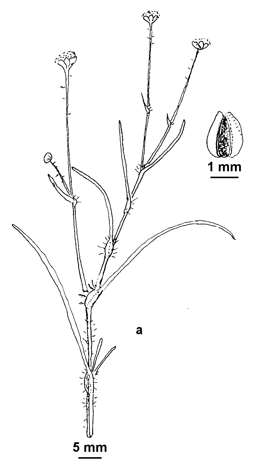 Cotula vulgaris var. australasica (hero image)