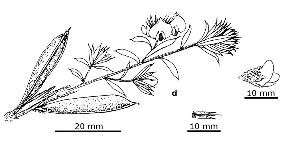 Pultenaea sericea (hero image)