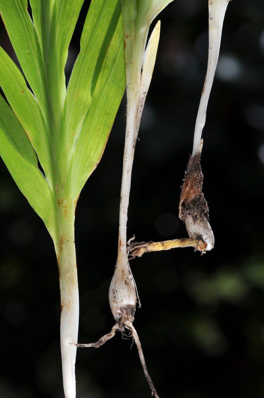 Freesia leichtlinii (hero image)