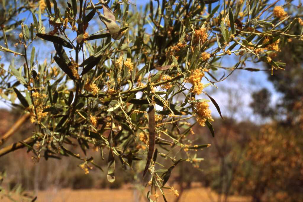 Acacia victoriae subsp. victoriae (hero image)