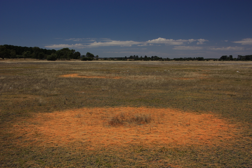 Cuscuta tasmanica (hero image)