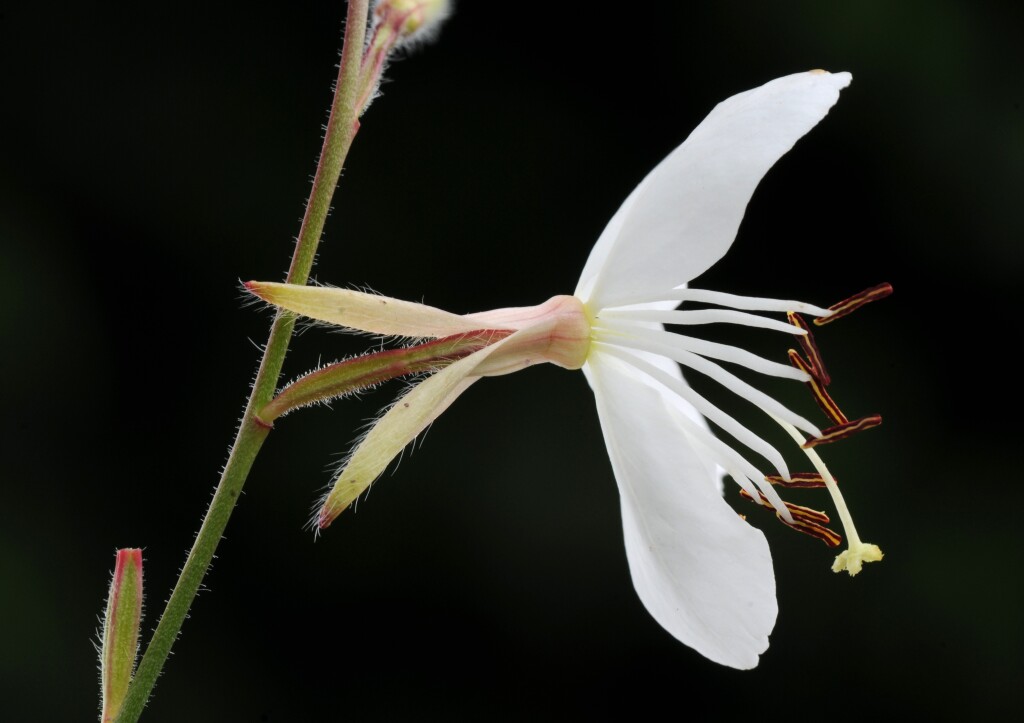 Oenothera lindheimeri (hero image)