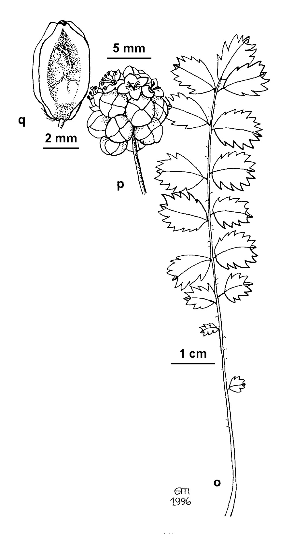 Sanguisorba (hero image)