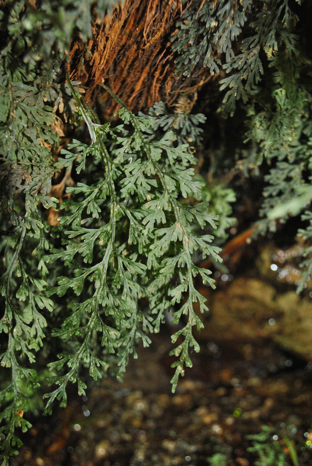 Hymenophyllum australe (hero image)