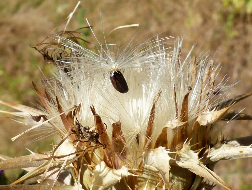 Silybum marianum (hero image)