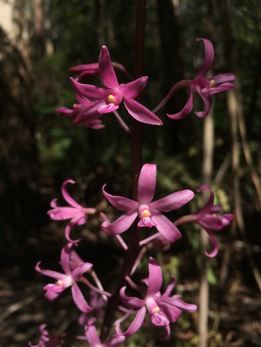 Dipodium (hero image)