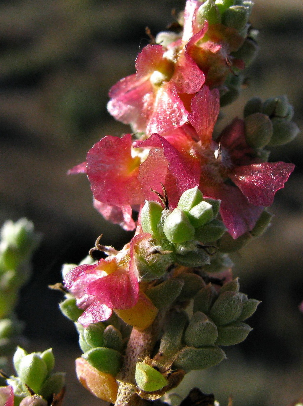 Maireana oppositifolia (hero image)