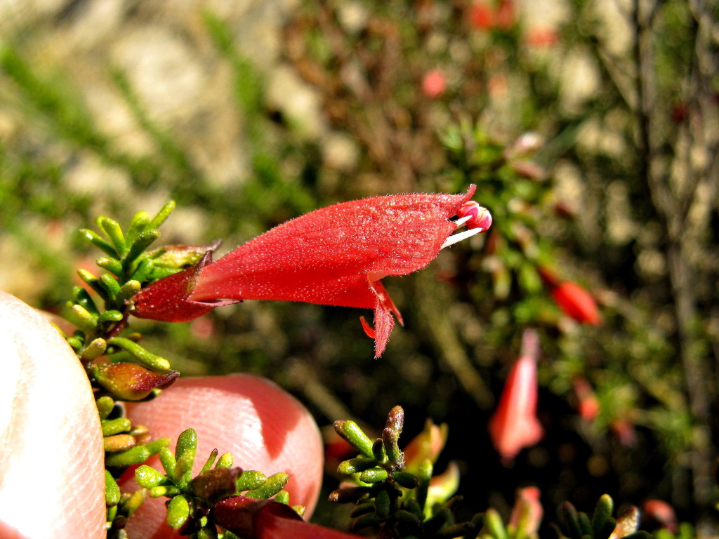 Prostanthera aspalathoides (hero image)