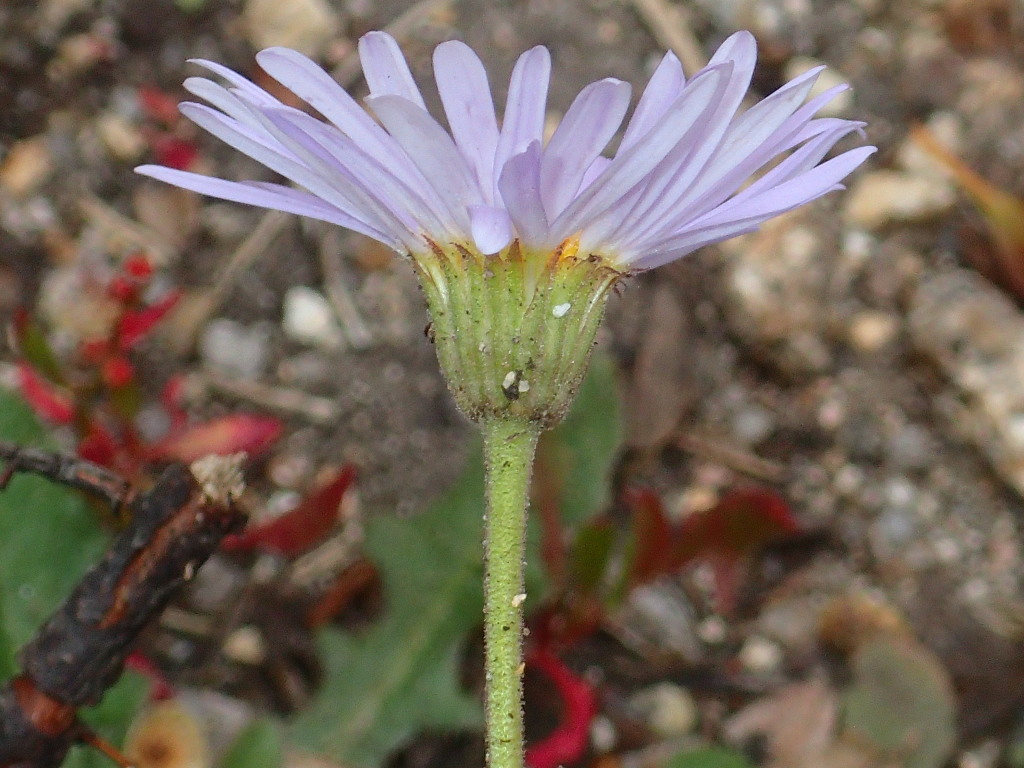 Brachyscome spathulata (hero image)