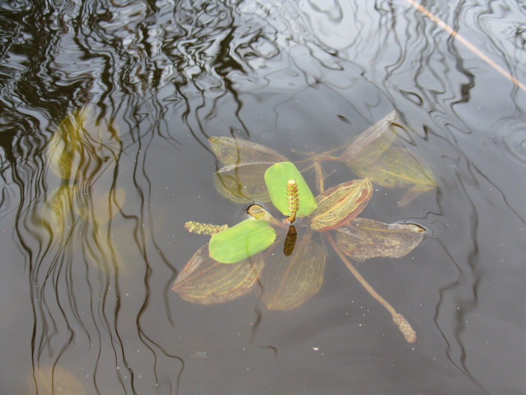 Potamogeton cheesemanii (hero image)