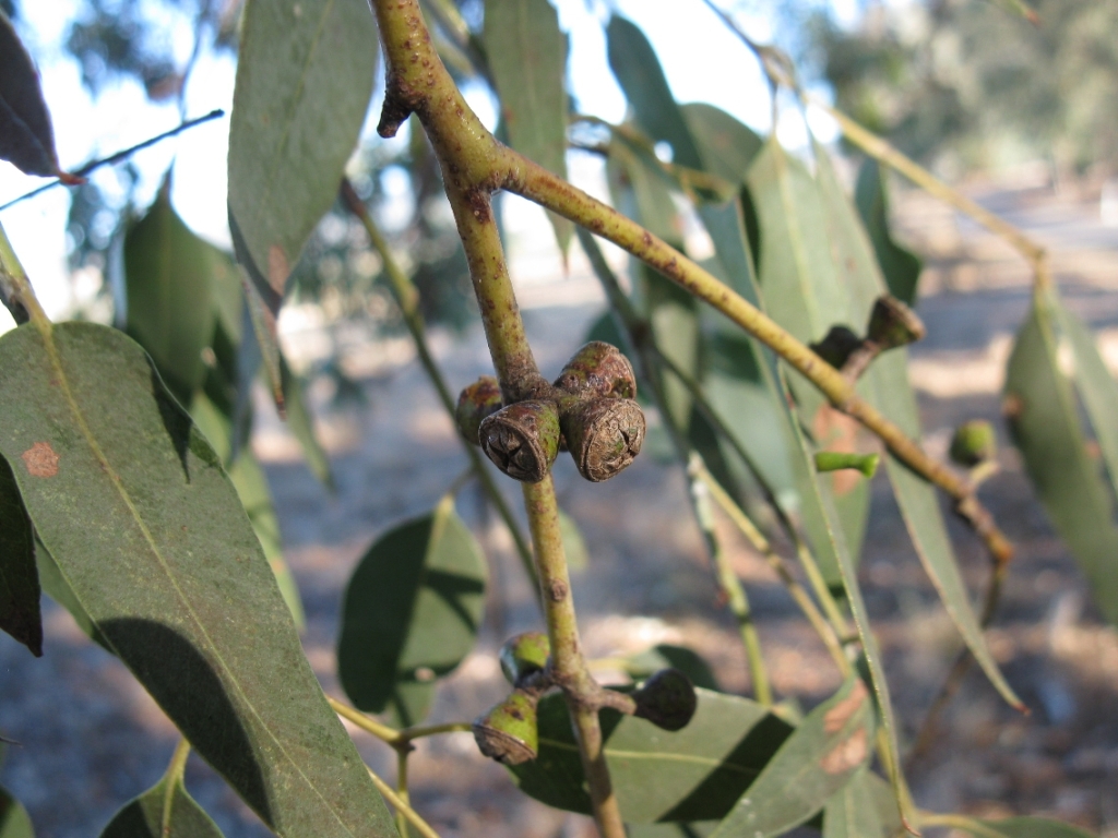 Eucalyptus cinerea (hero image)