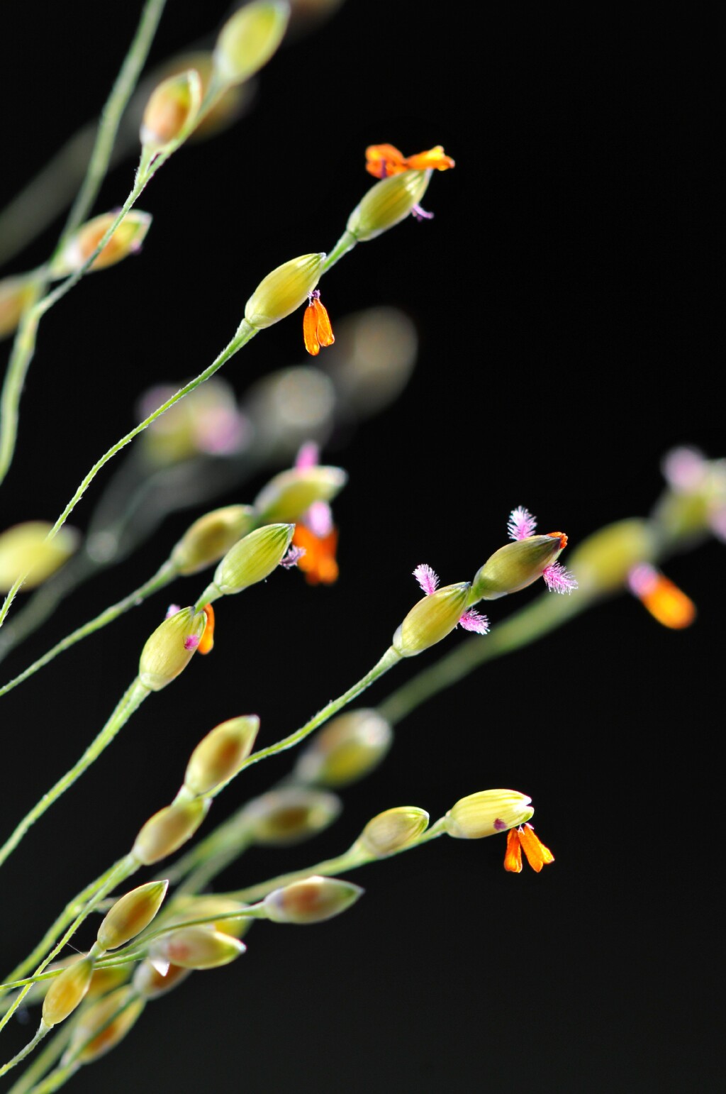 Panicum schinzii (hero image)