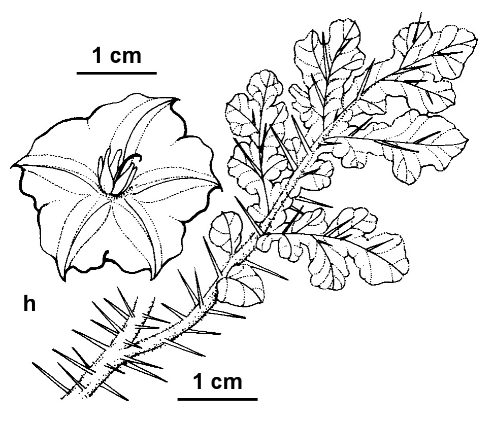 Solanum rostratum (hero image)