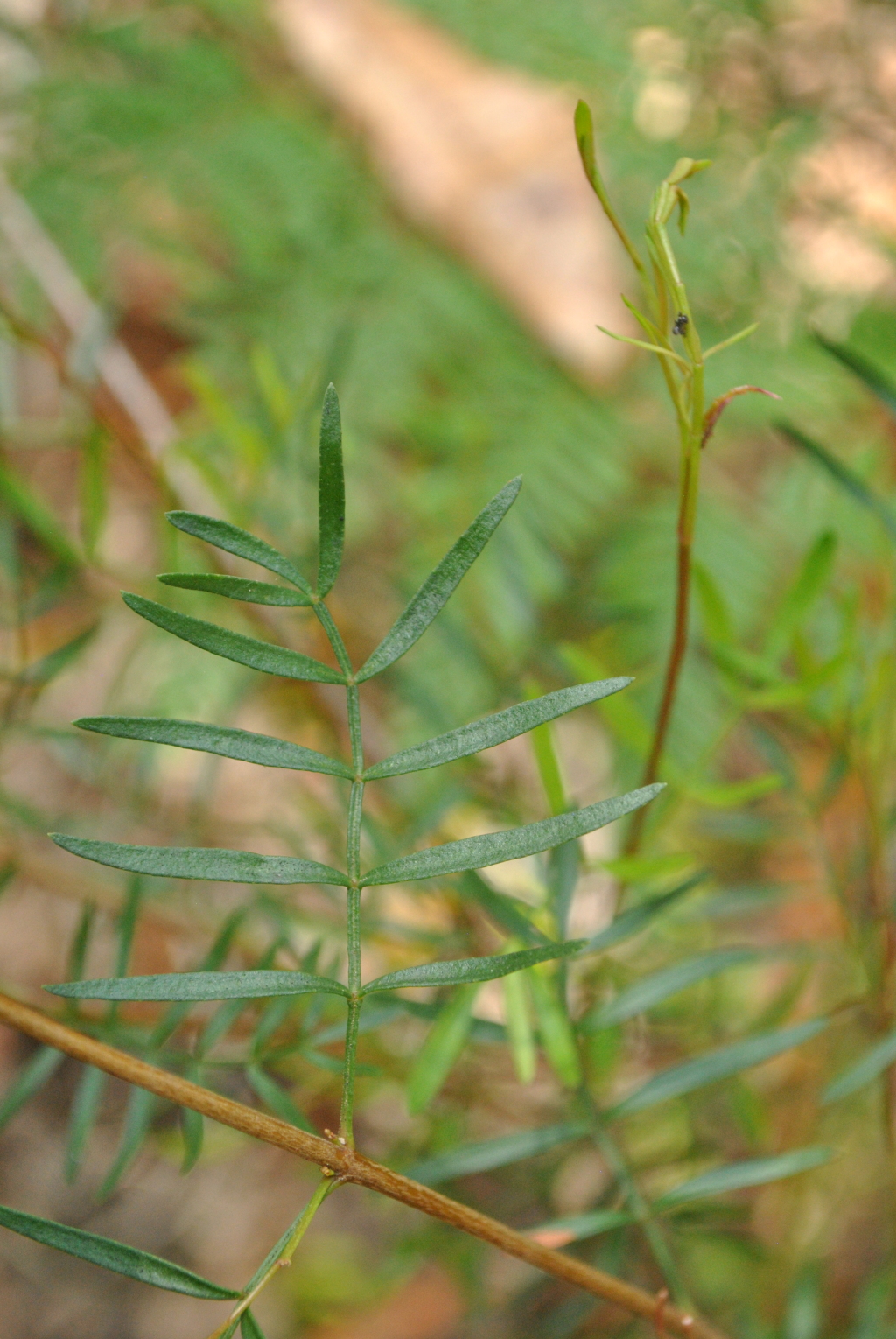 Boronia muelleri (hero image)