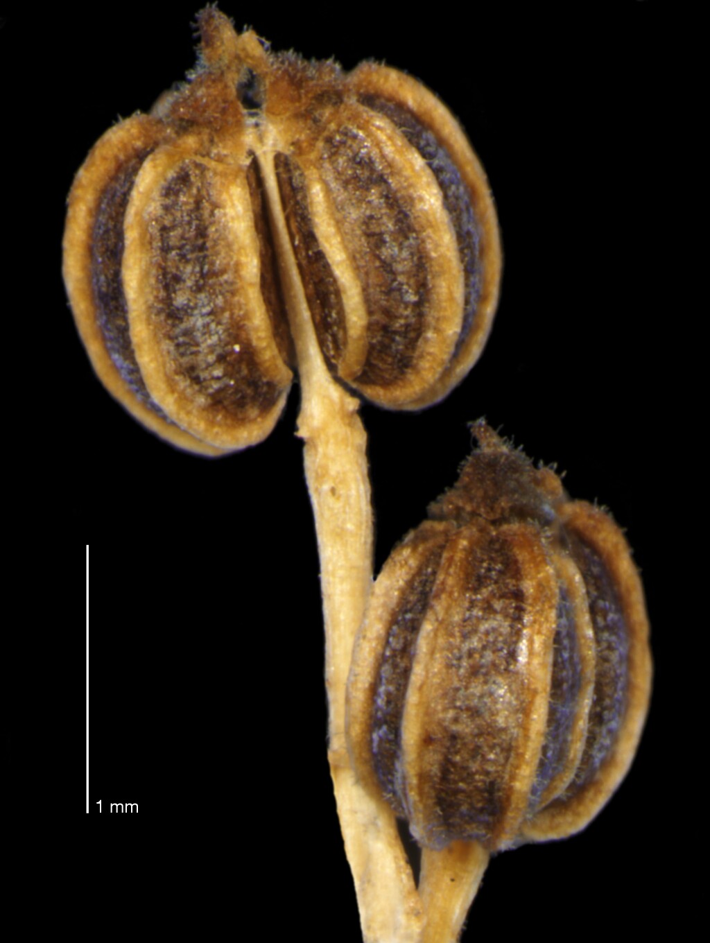 Apium graveolens (hero image)