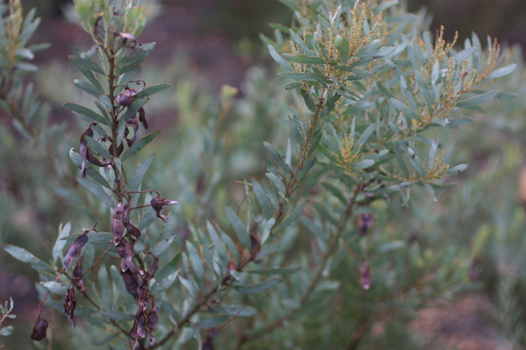 Acacia kybeanensis (hero image)