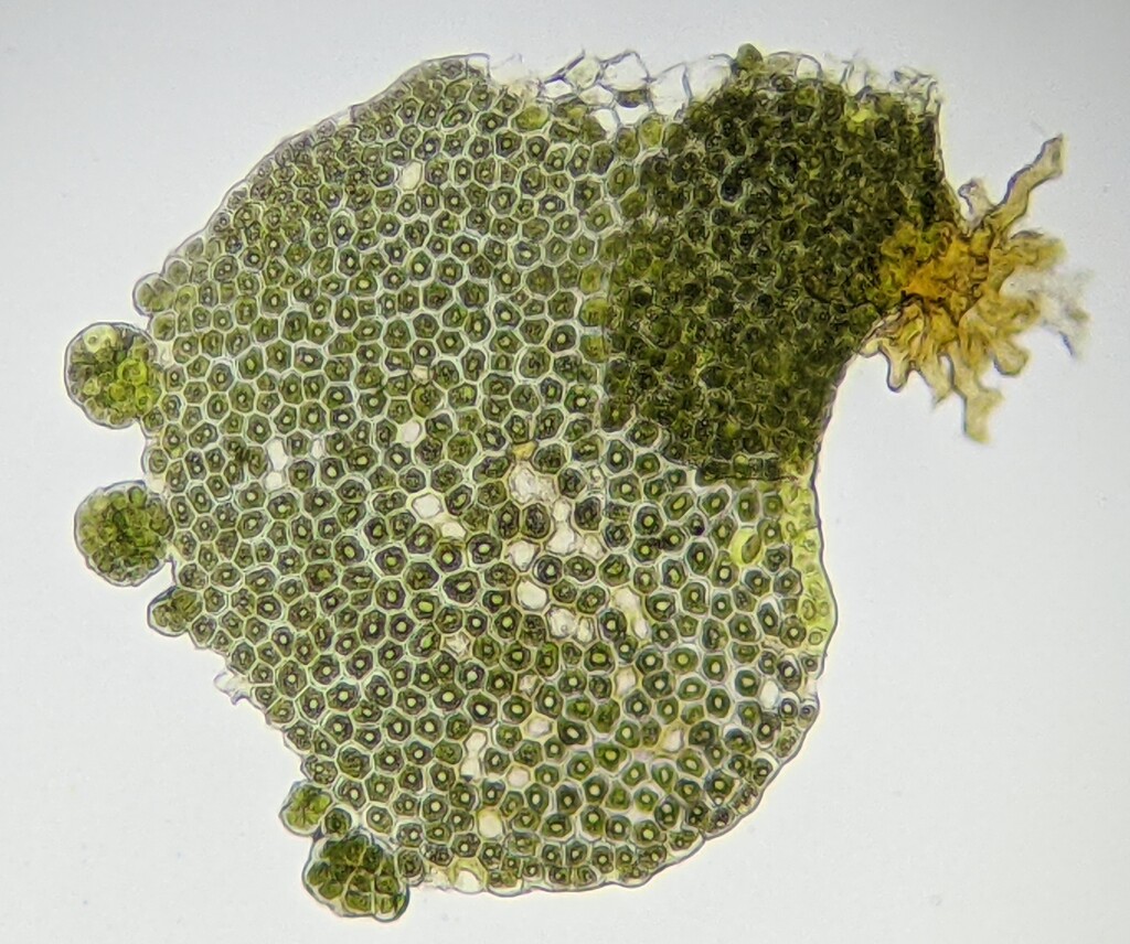 Radula australiana (hero image)