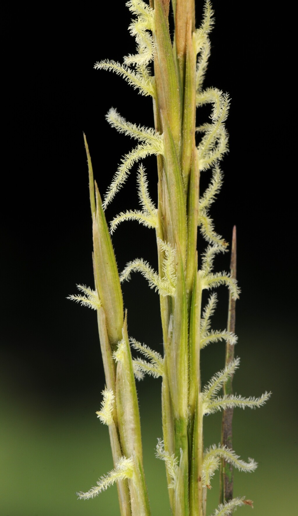 Sporobolus ×townsendii (hero image)