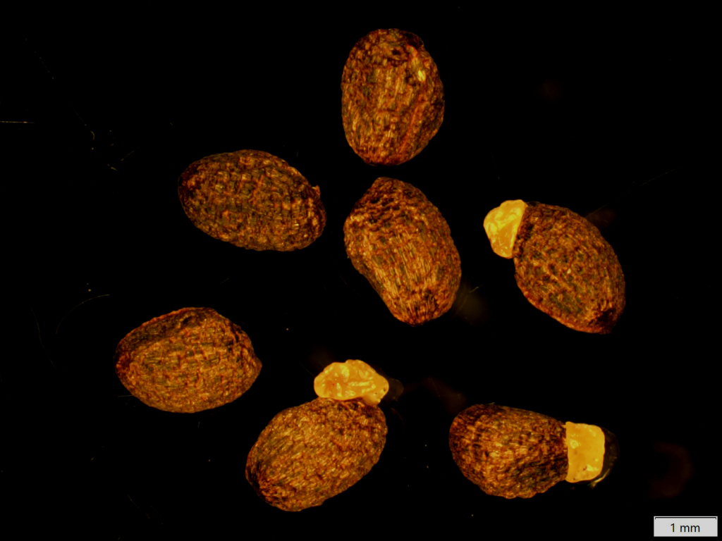 Commersonia dasyphylla (hero image)